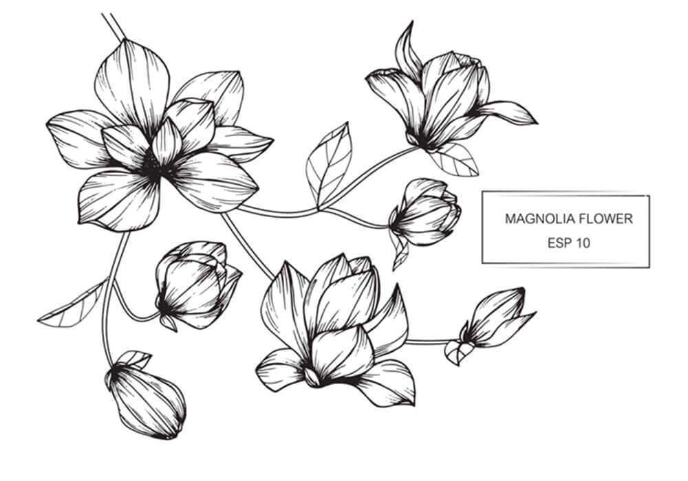 Flower vector line drawing