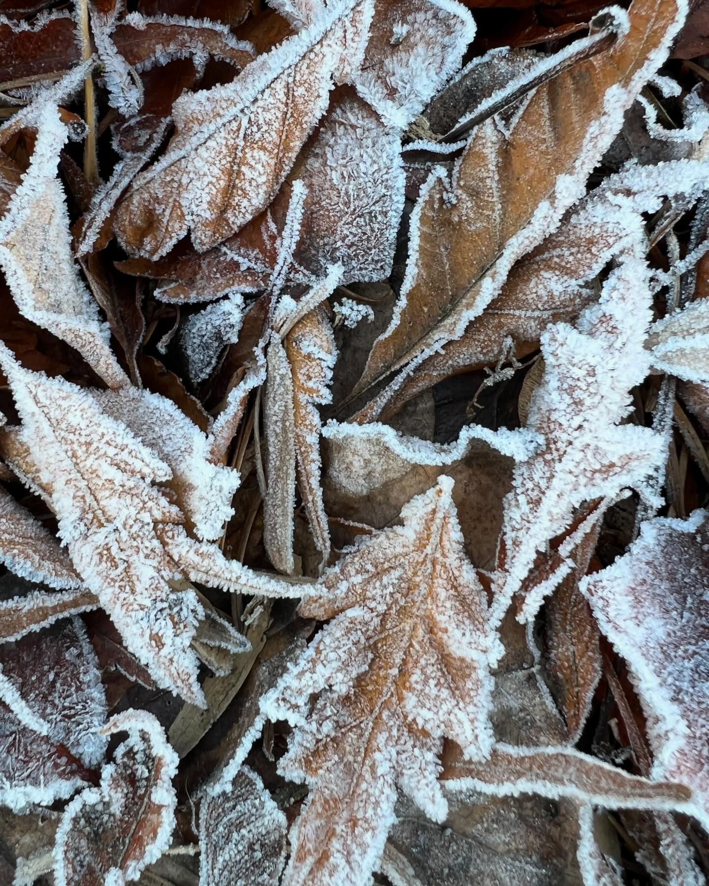 Winter Frosty Leaves