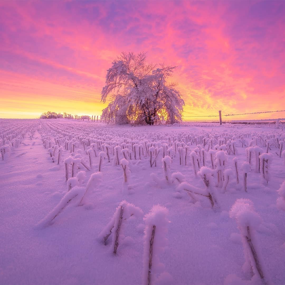 Winter Snow Covered Tree