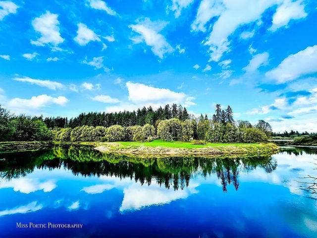 Trees Reflected In Calm Rivers