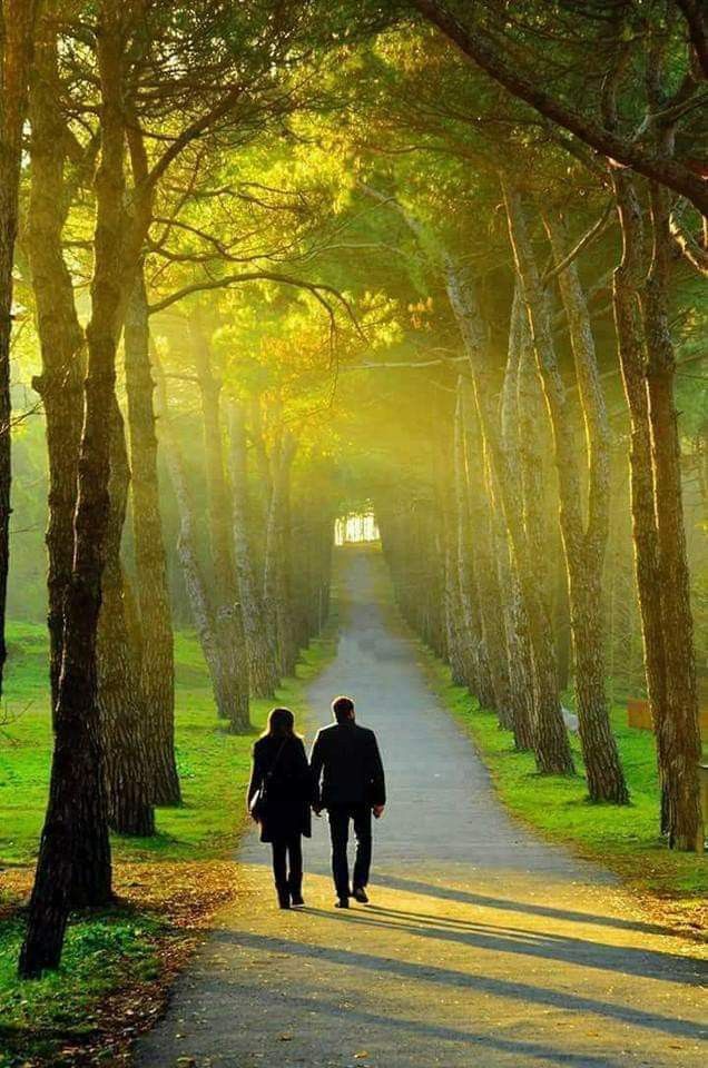 Misty Forest Walk