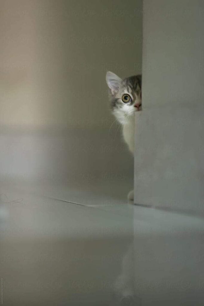 cat photo ideas