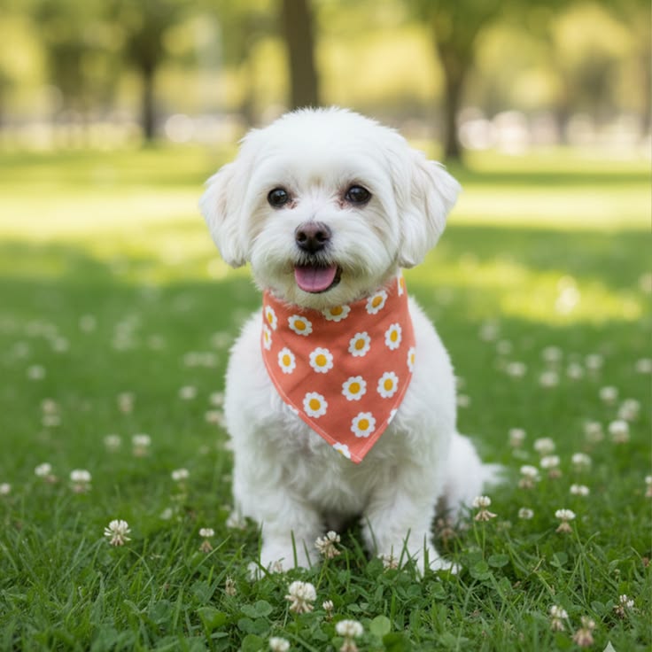 cute dog photo ideas cute dog photo ideas