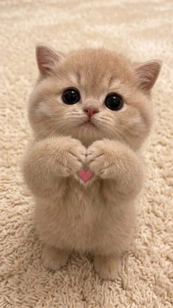 cat photo ideas