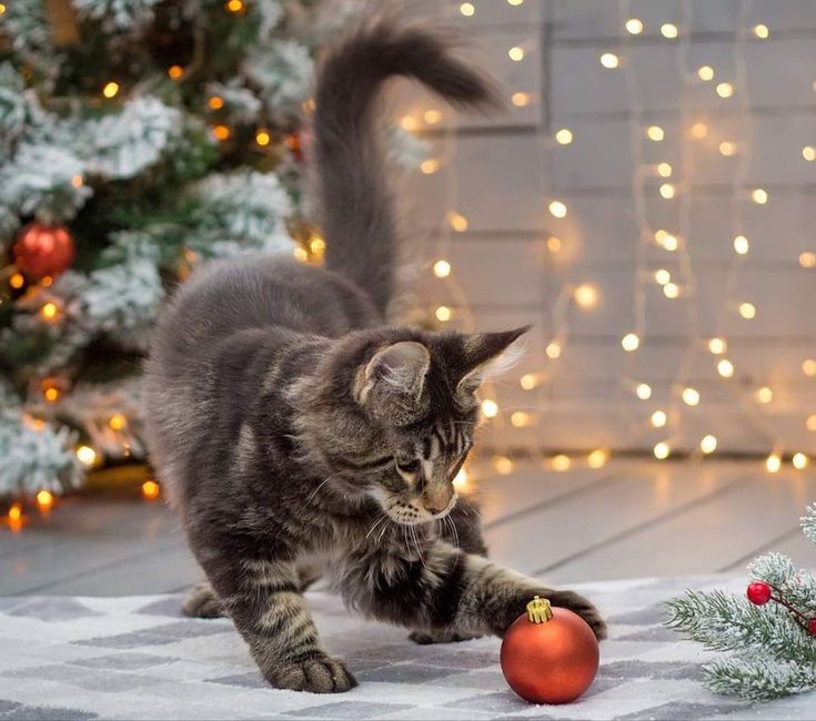 cat christmas photo ideas