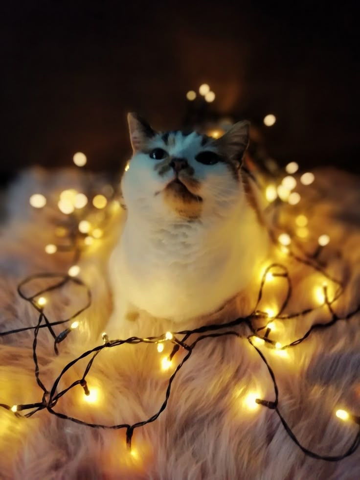 cat christmas photo ideas
