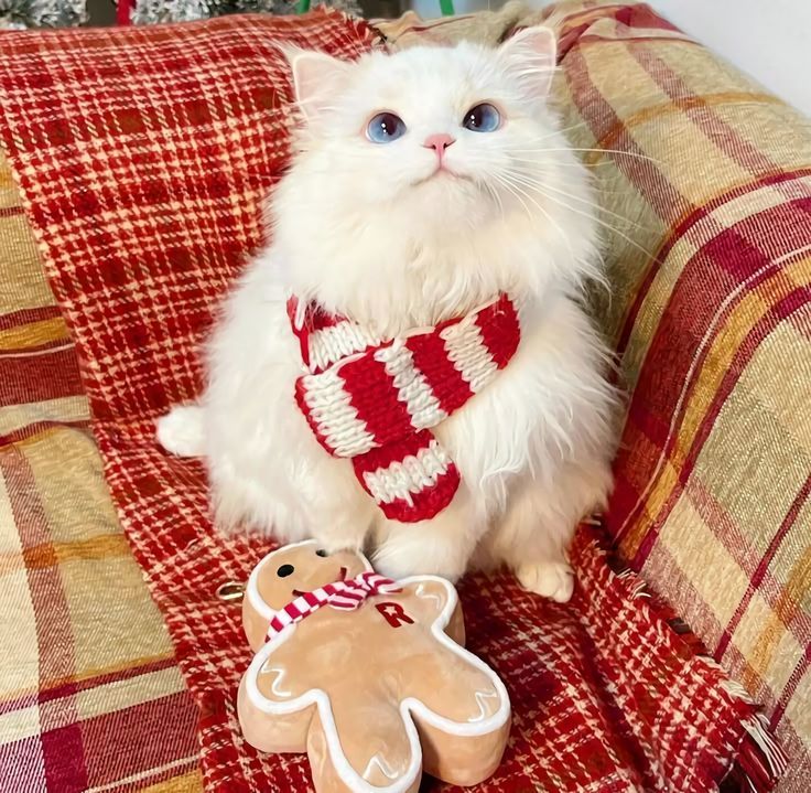 cat christmas photo ideas