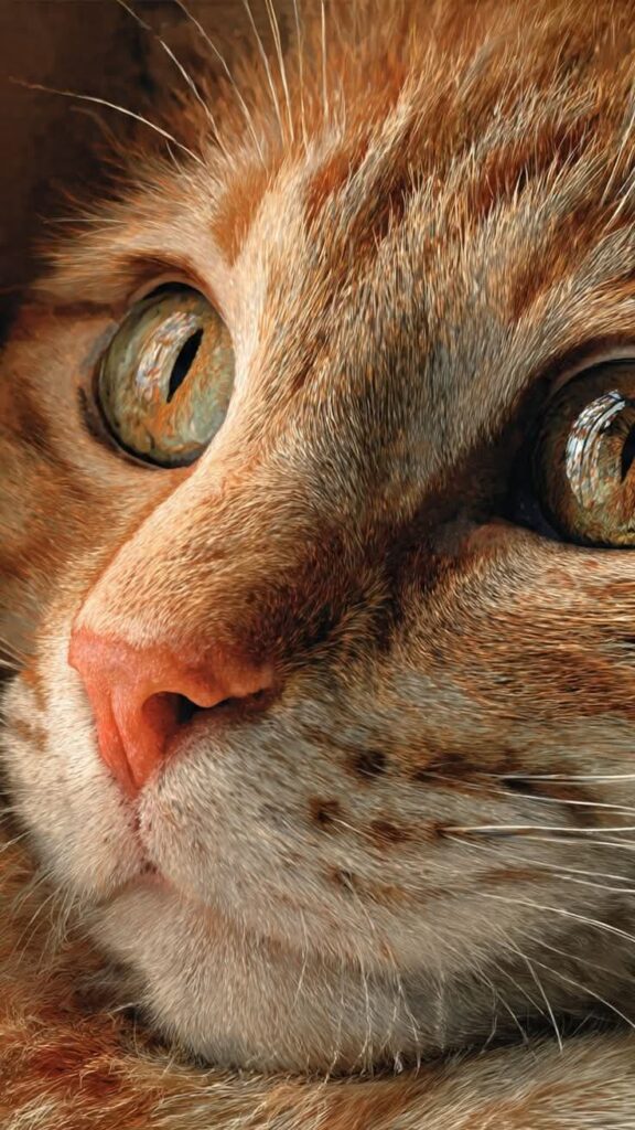 cat photo ideas