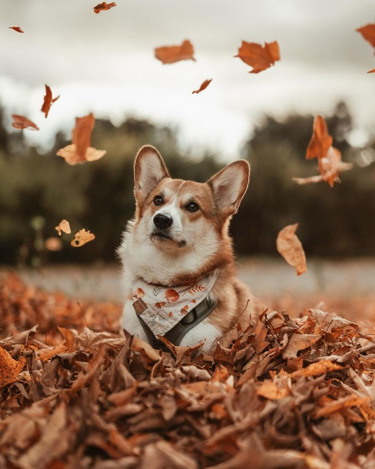 cute dog photo ideas cute dog photo ideas
