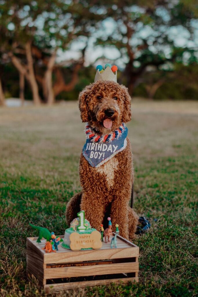 cute dog photo ideas cute dog photo ideas