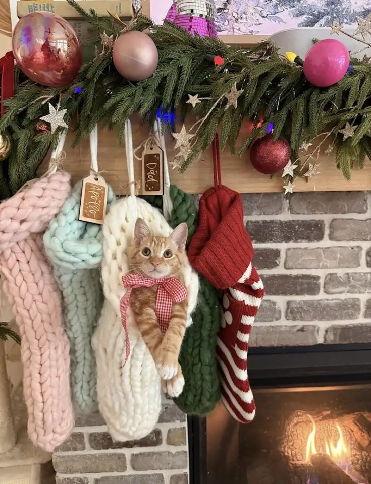 cat christmas photo ideas