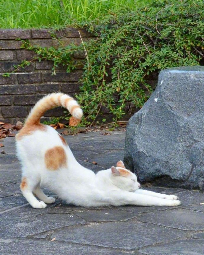 cat photo ideas