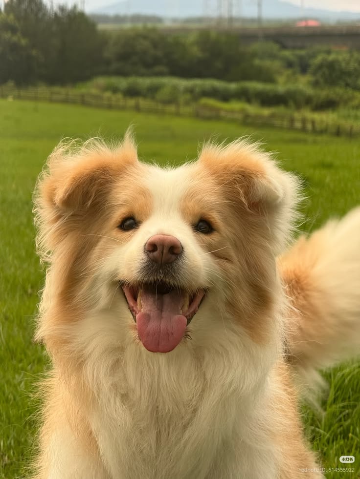 cute dog photo ideas cute dog photo ideas