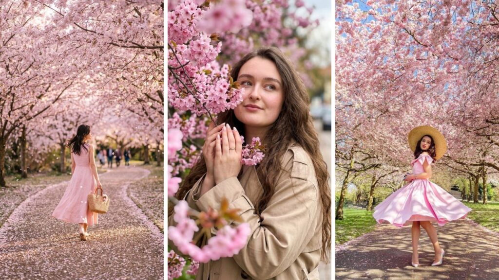 cherry blossom photo ideas