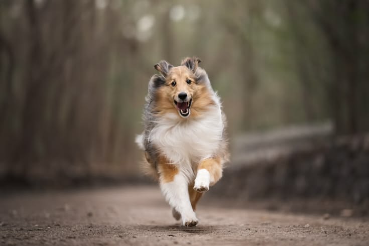 cute dog photo ideas cute dog photo ideas