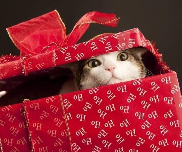 cat christmas photo ideas