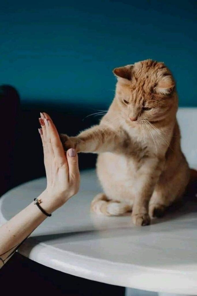 cat photo ideas