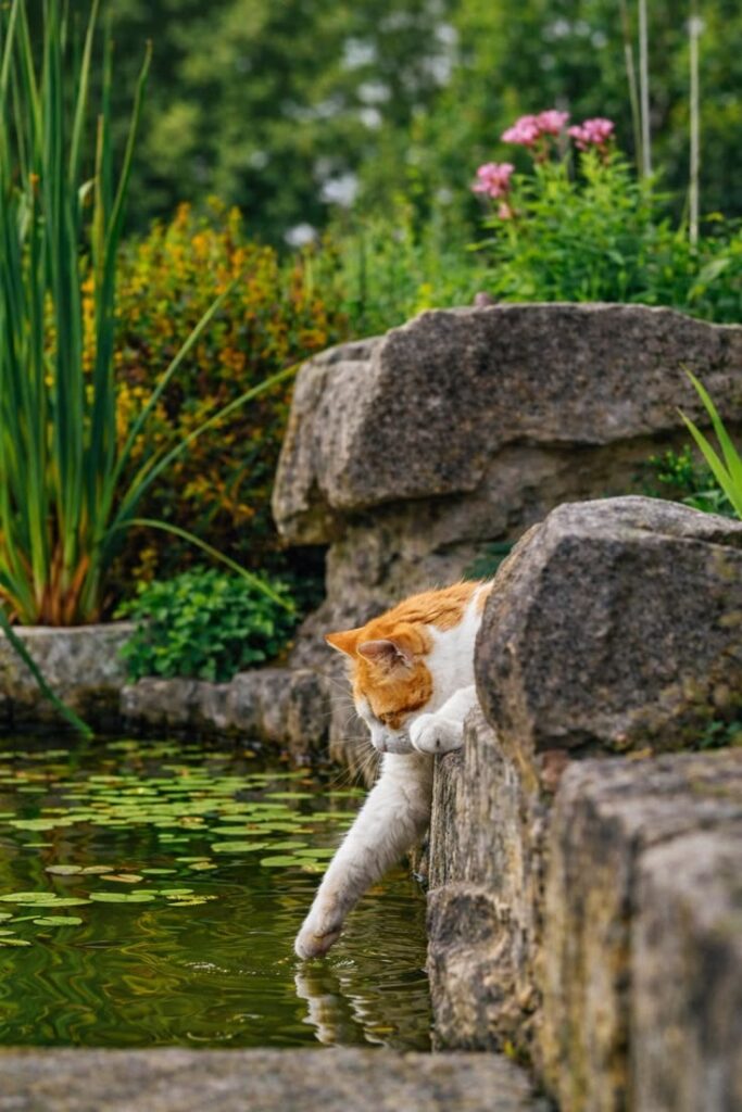 cat photo ideas