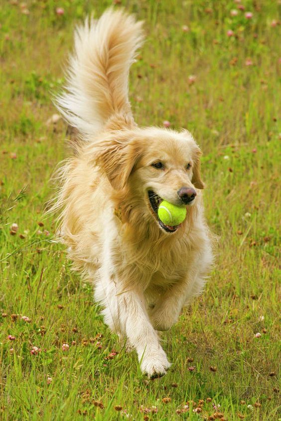 cute dog photo ideas cute dog photo ideas