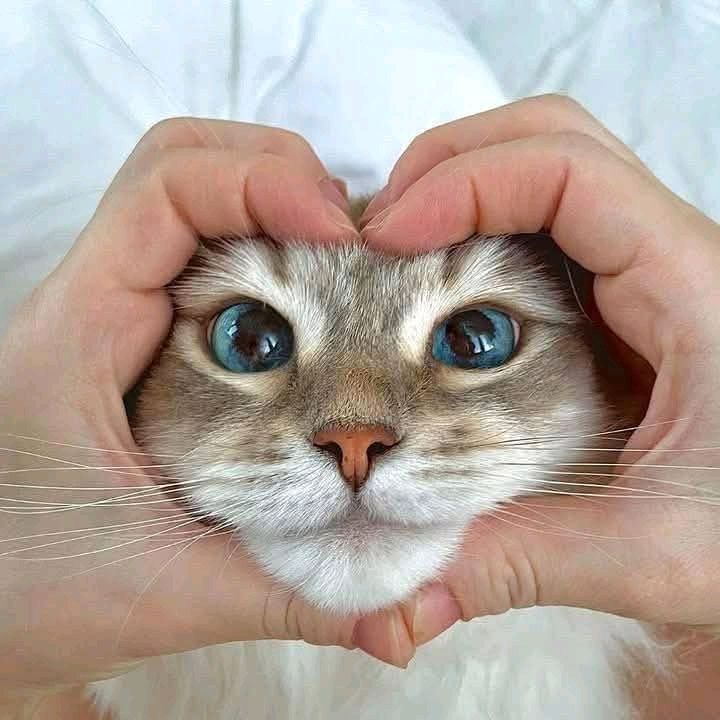 cat photo ideas