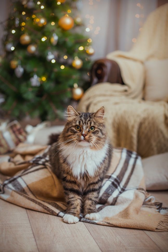 cat christmas photo ideas