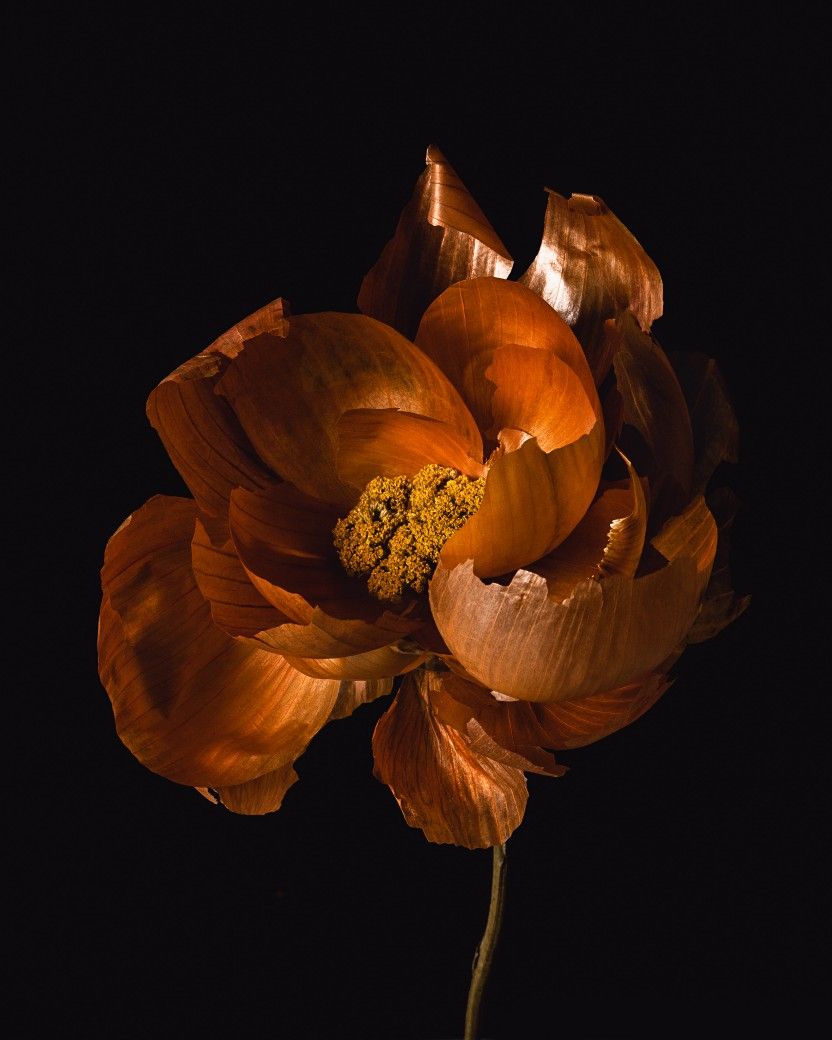 flowers photography flowers photography