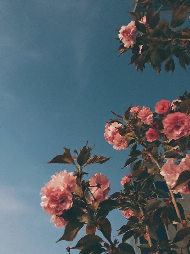 flowers photography