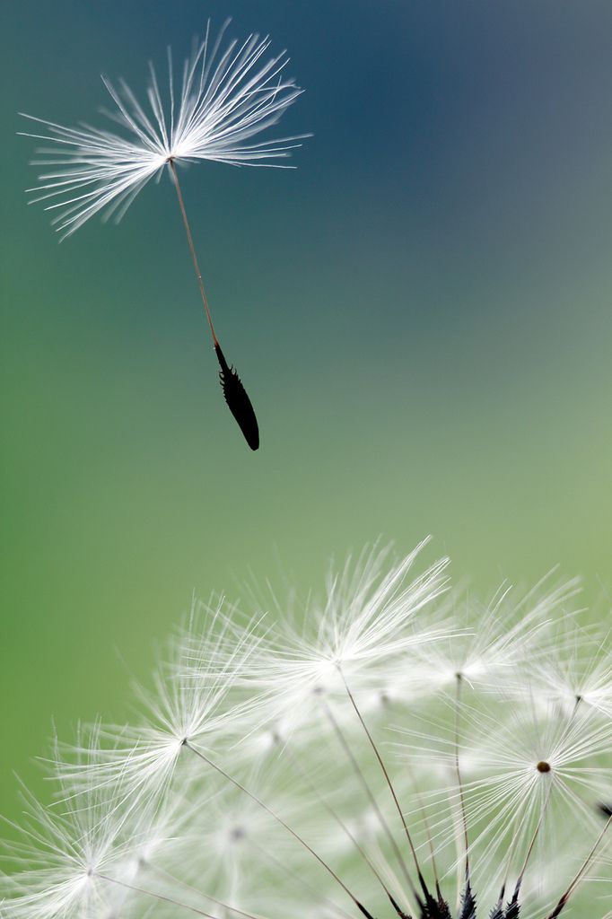 flowers photography