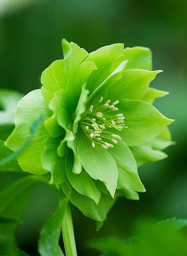 flowers photography