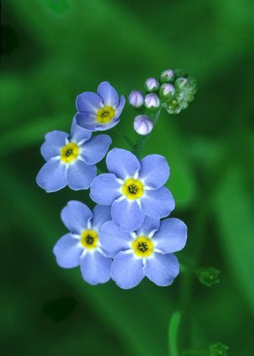 flowers photography
